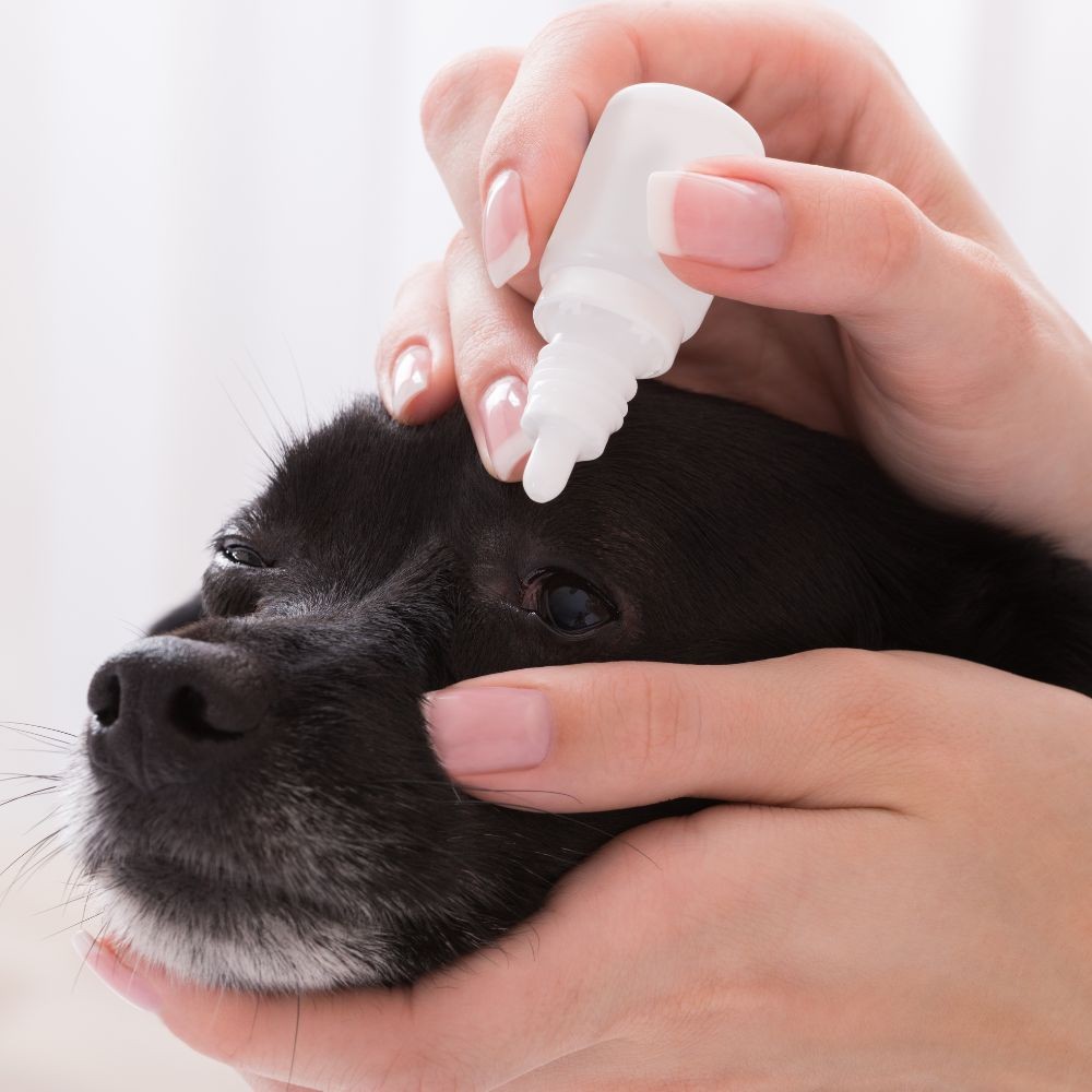 Cheratocongiuntivite in cani, gatti e cavalli, come trattarla