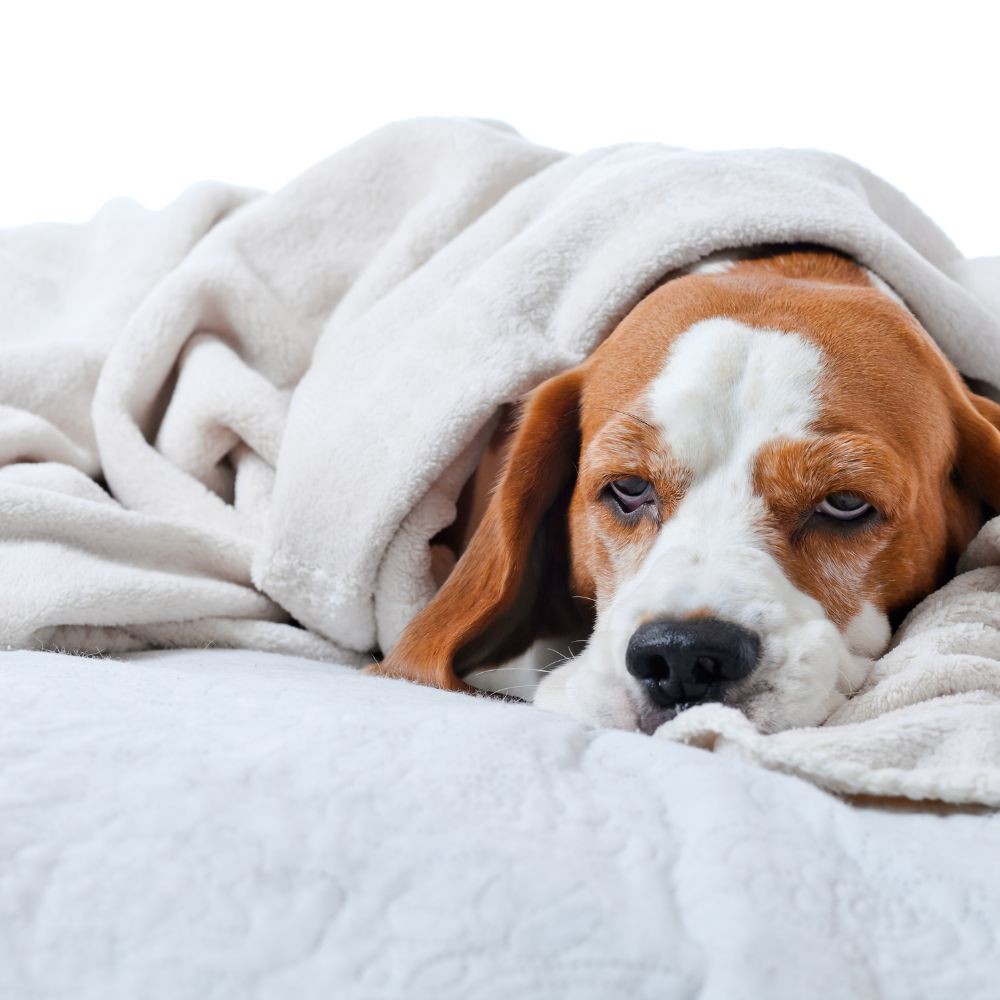 Chemioterapia metronomica per cani e gatti